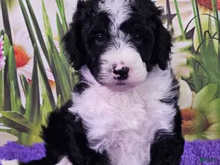 Mini Sheepadoodle dogs Cole - Ad 10
