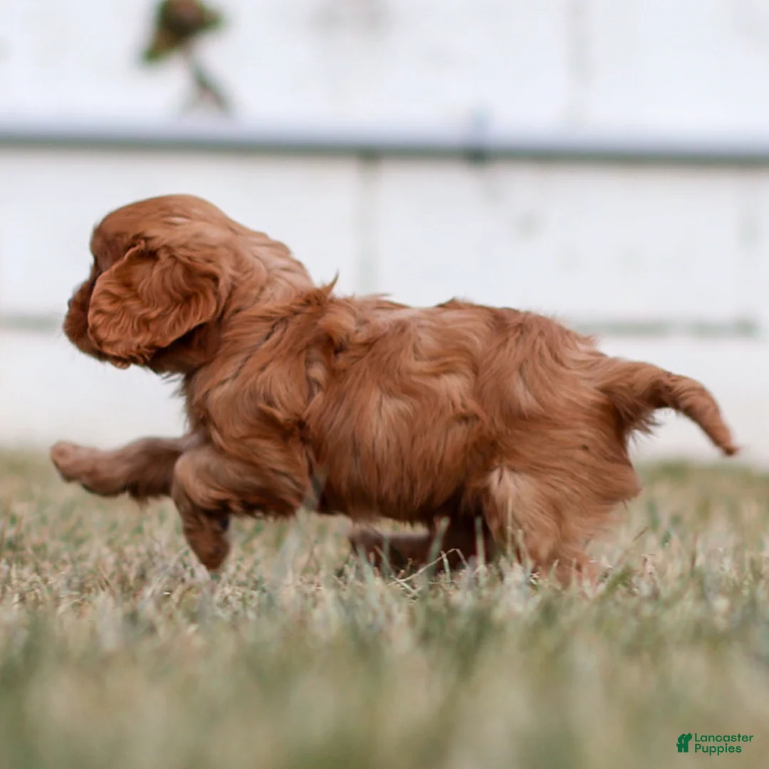 Cavalier King Charles Spaniel dogs for sale: Colsen - Ad 2