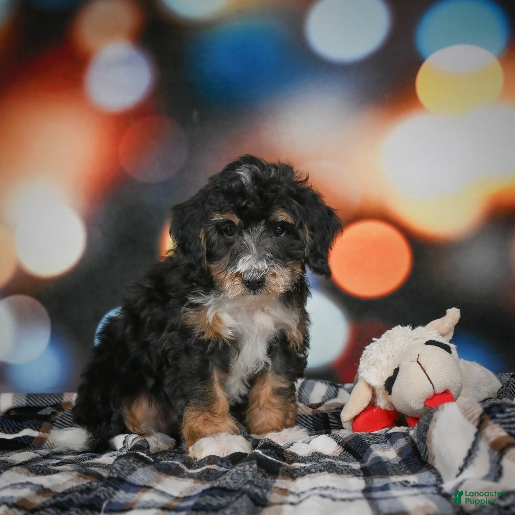 Mini Bernedoodle dogs Mia - Ad 4