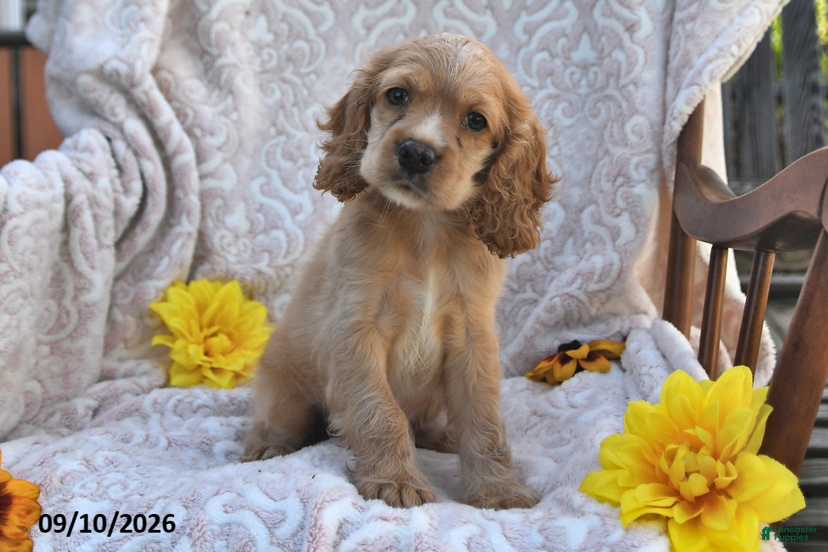 English Cocker Spaniel dogs for sale: Roger Lee - Ad 3