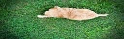 Havapoo dogs for sale: Ajax--SUMMER SALE!! $100 off listed price!!  - Ad 13