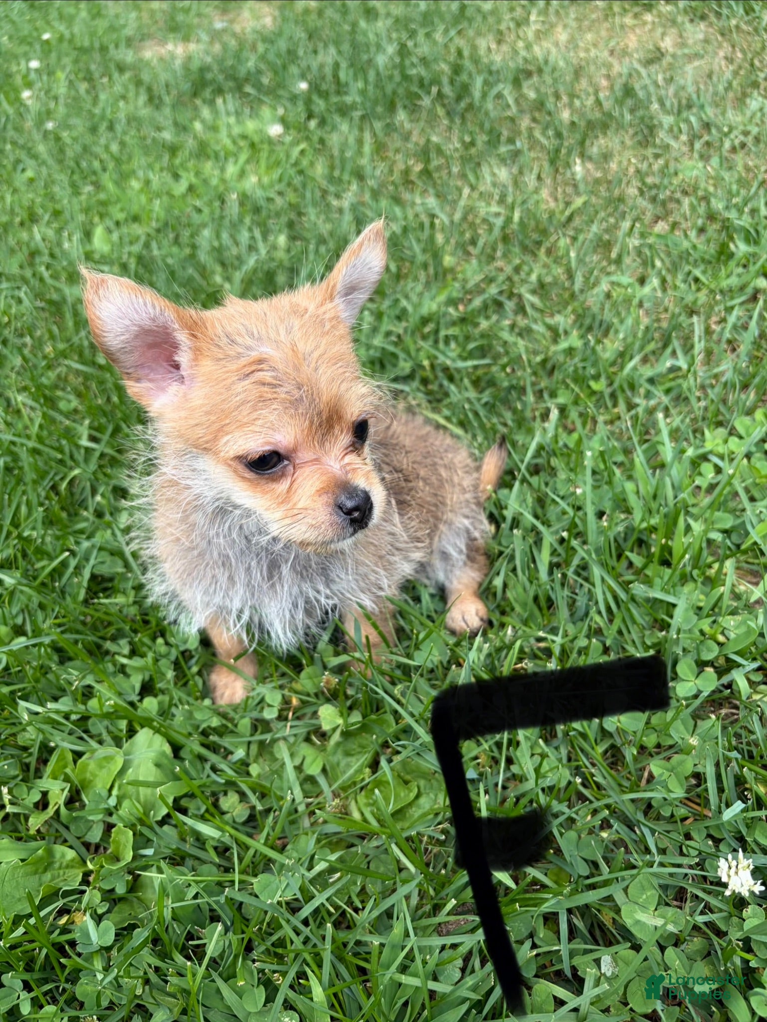 Chorkie dogs Chorkie 6 - Ad 13