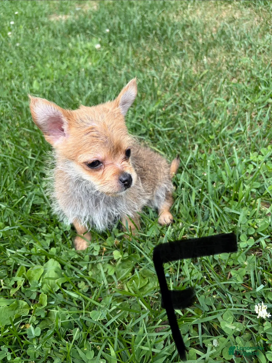 Chorkie dogs for sale: Chorkie 6 - Ad 1