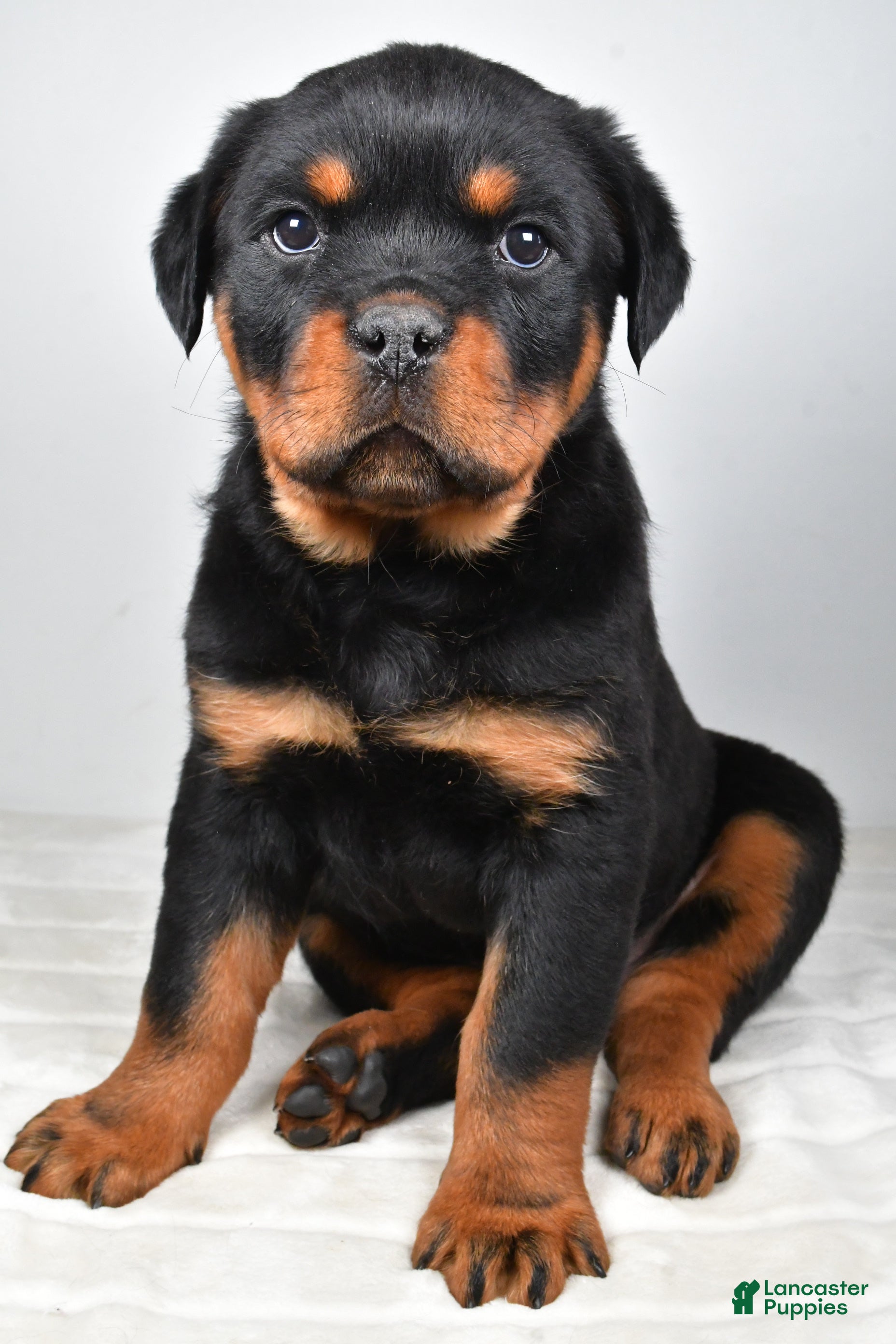 Rottweiler dogs Prince - Ad 2