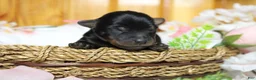 Yorkiepoo dogs for sale: Toughy - Ad 4
