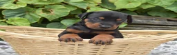 Doberman Pinscher dogs for sale: Rocky - Ad 1