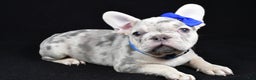 French Bulldog dogs for sale: Buster  - Ad 7