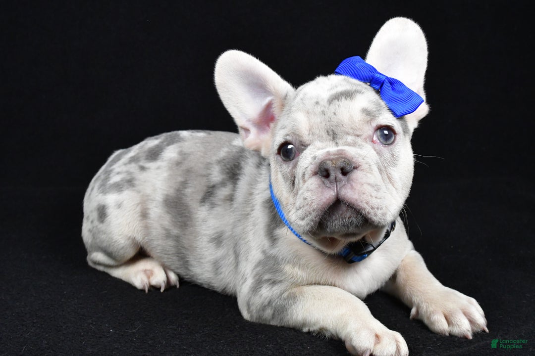 French Bulldog dogs for sale: Buster  - Ad 7