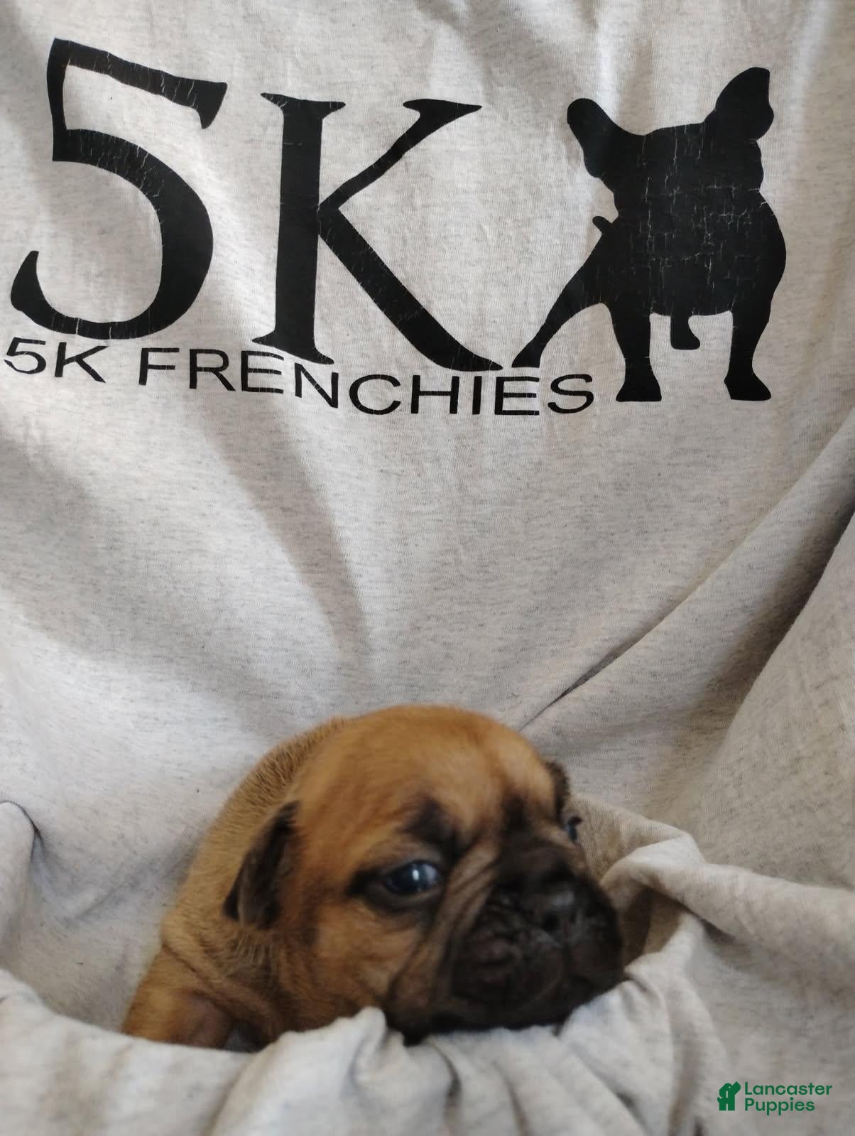 French Bulldog dogs Girl 2 - Ad 28