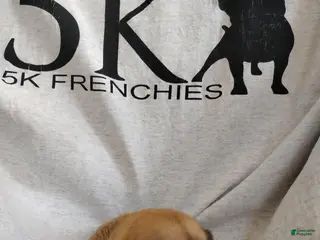 French Bulldog dogs Girl 2 - Ad 28
