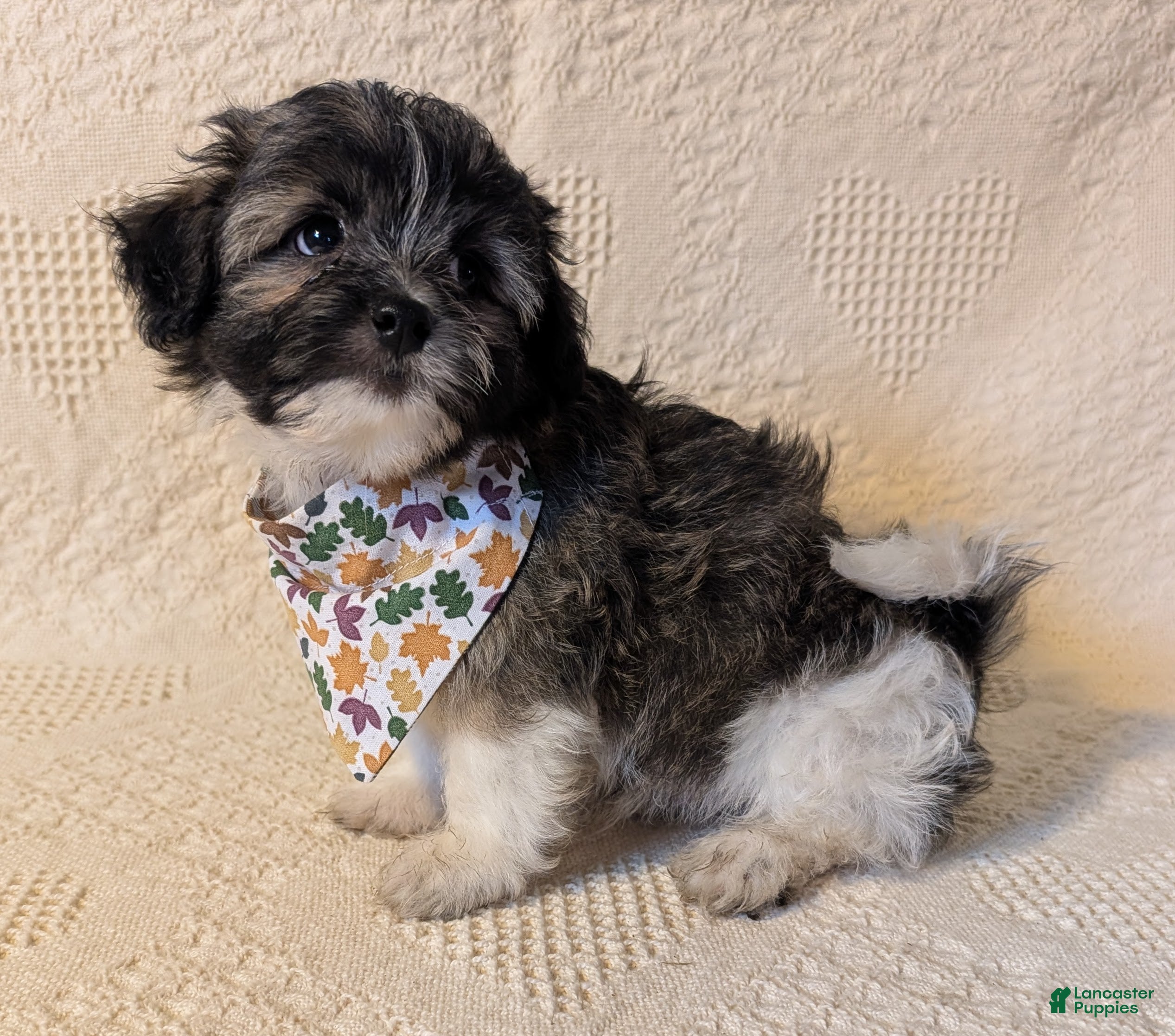 Mixed Breed dogs for sale: Xing - Ad 2