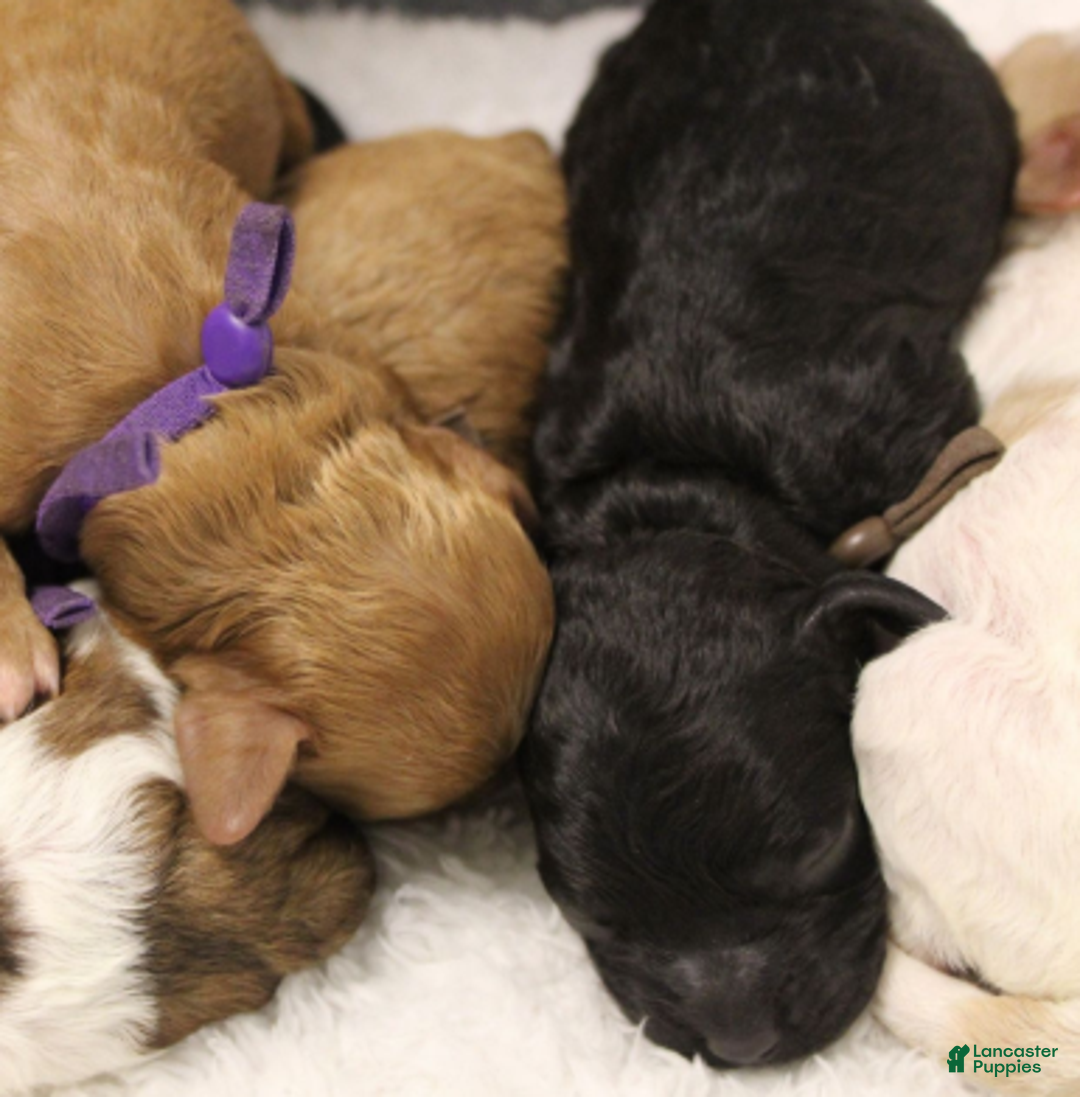 Cavapoo dogs for sale: Noelle - Ad 6