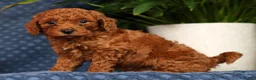 Cavapoo dogs for sale: Scotty - Ad 5