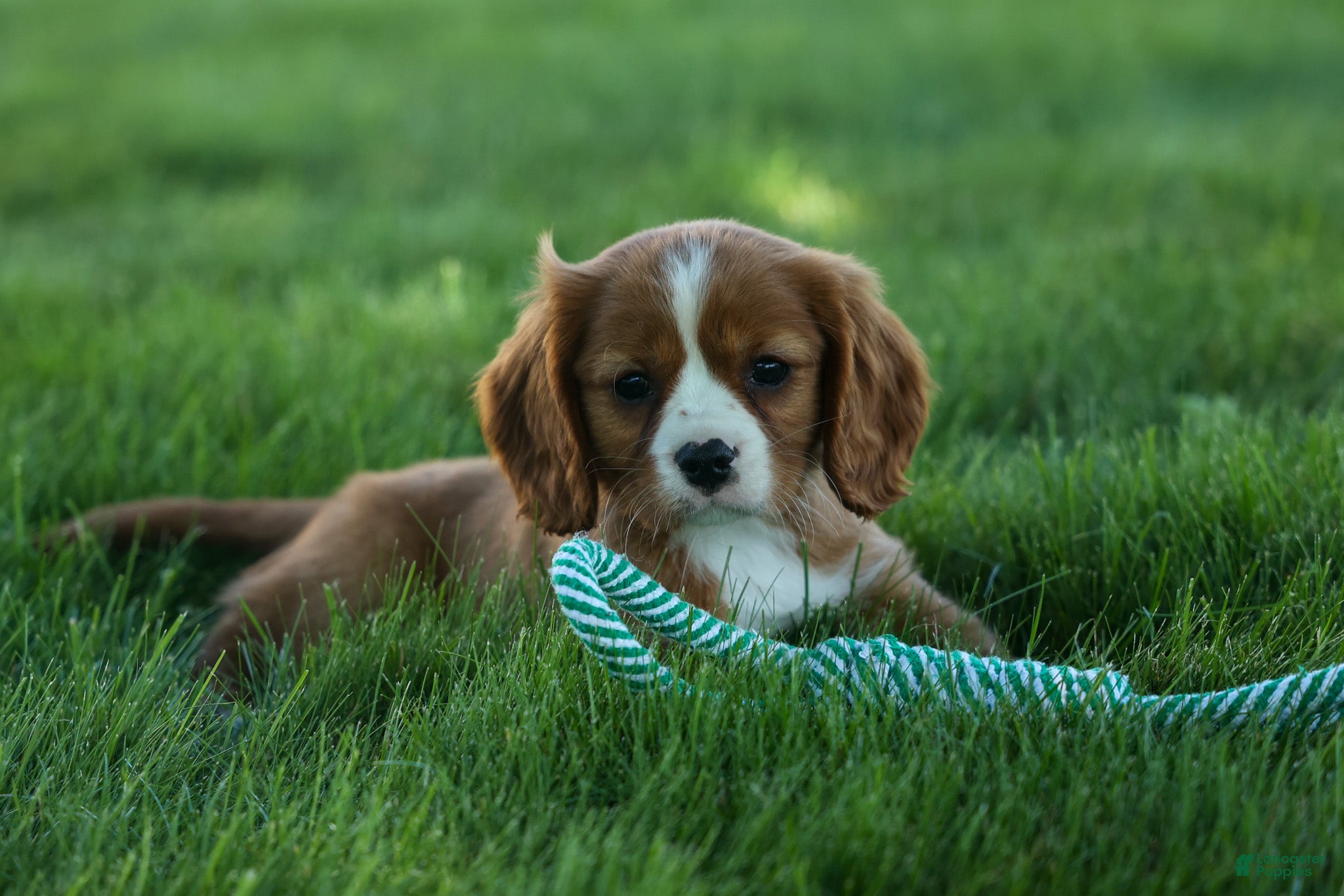 Cavalier King Charles Spaniel dogs Frankie 🐶 - Ad 1