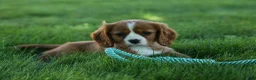Cavalier King Charles Spaniel dogs for sale: Frankie 🐶 - Ad 1