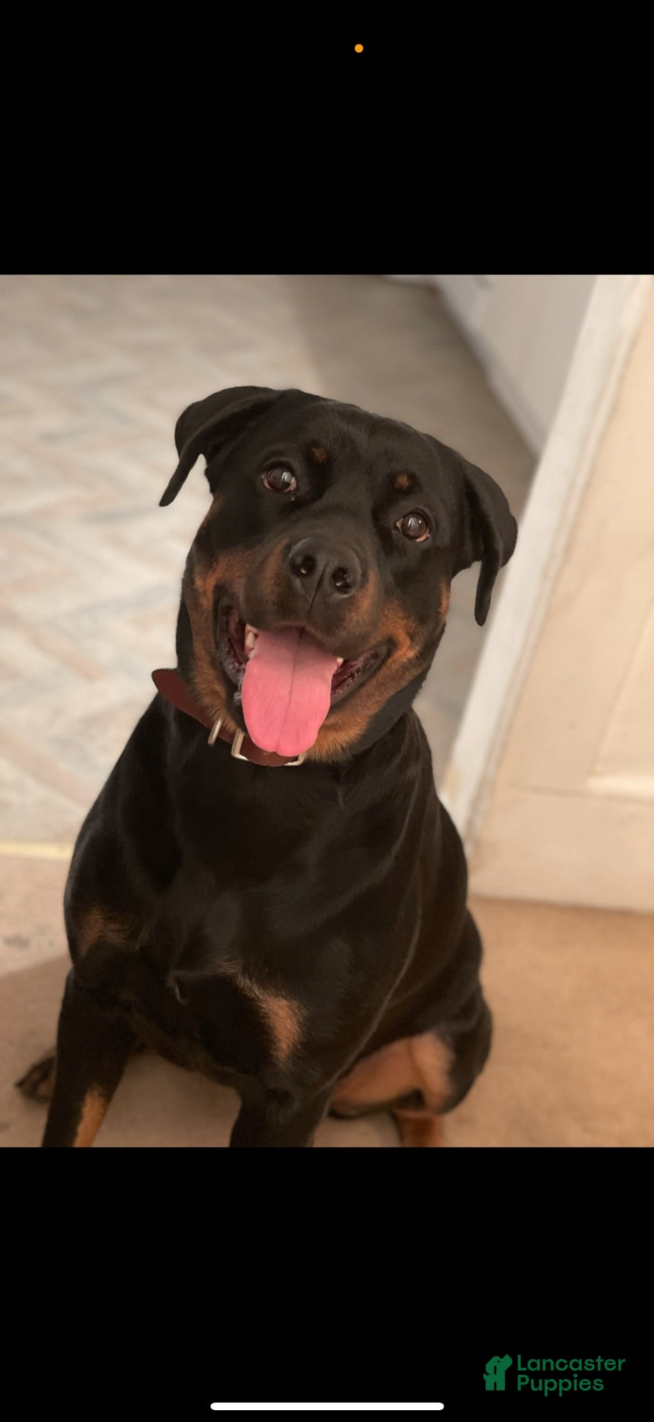 Mixed Breed dogs Mixed Breed 7 - Ad 2