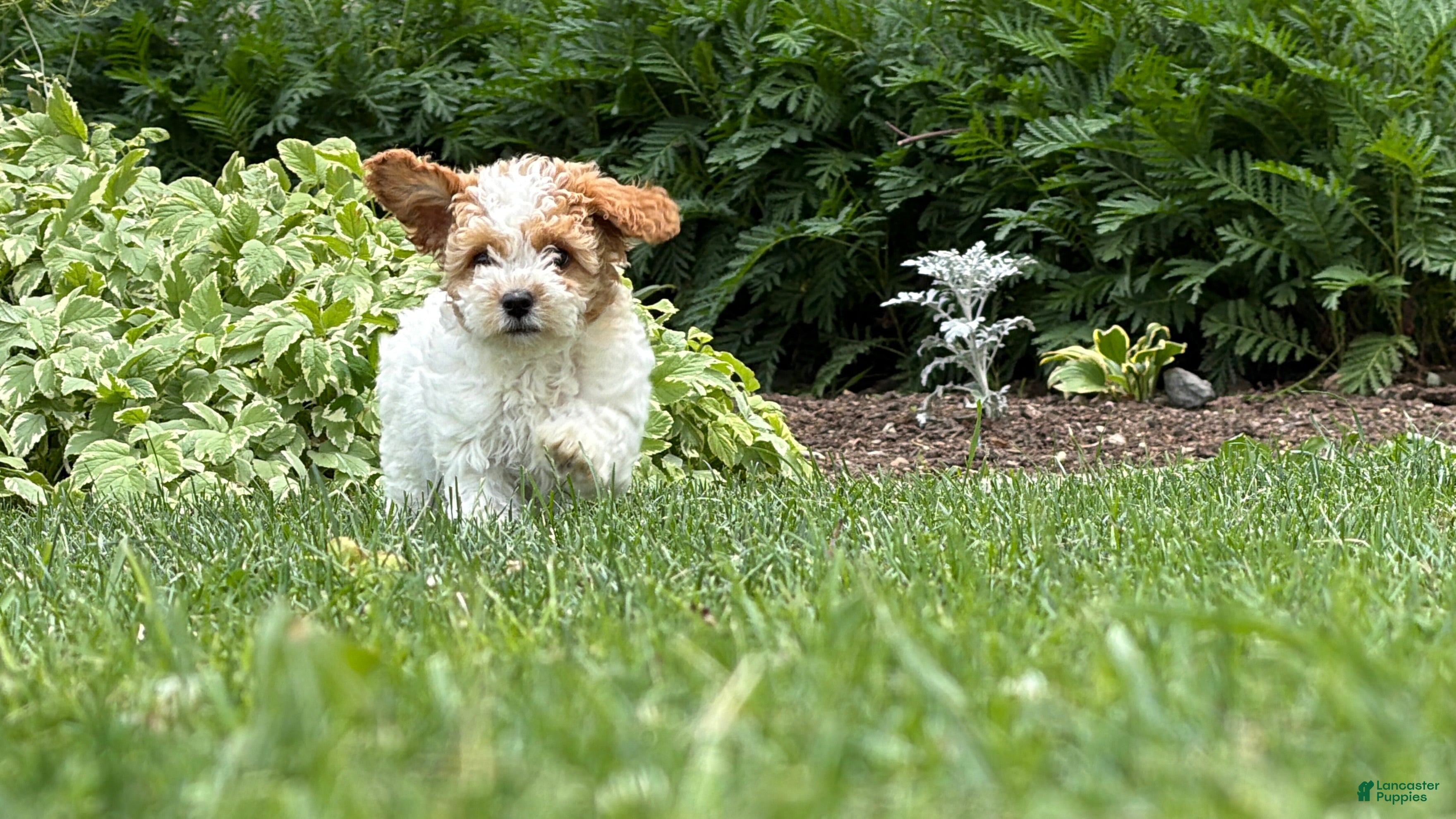Cockapoo dogs Daisy  - Ad 1