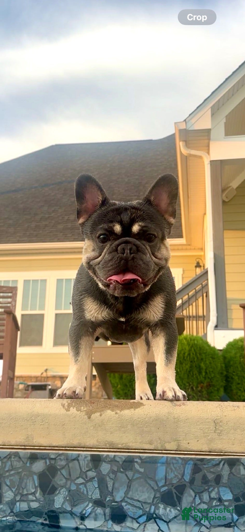 French Bulldog dogs Henry - Ad 19