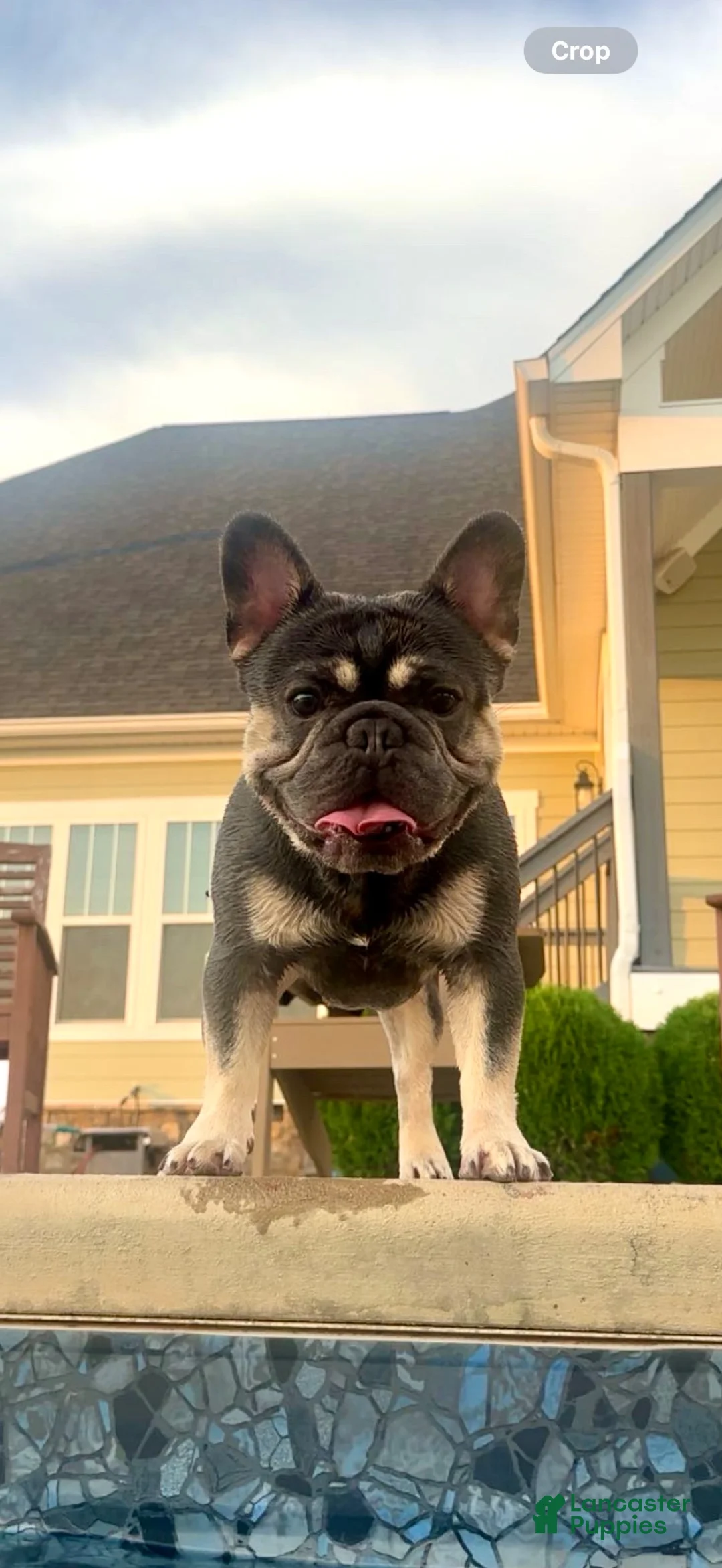 French Bulldog dogs for stud: Henry - Ad 1