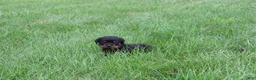 Rottweiler dogs for sale: Brock - Ad 6