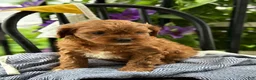 Cavapoo dogs for sale: Jase - Ad 14
