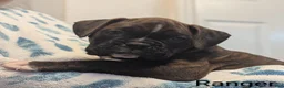 Boxer dogs for sale: Ranger - Ad 2