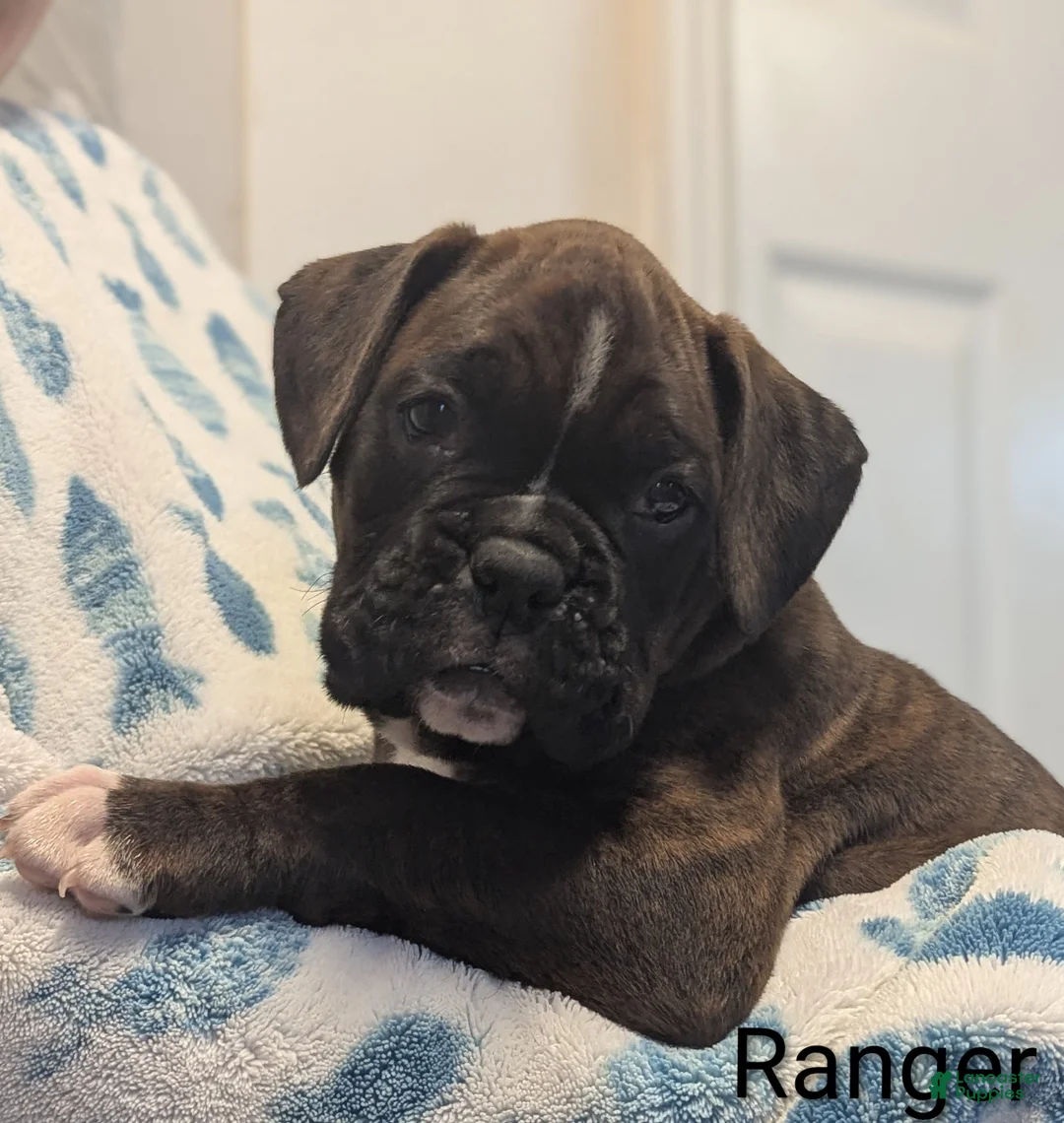 Boxer dogs for sale: Ranger - Ad 2
