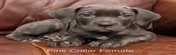 Cane Corso dogs for sale: Cane Corso F Puppy Pink Collar  - Ad 1