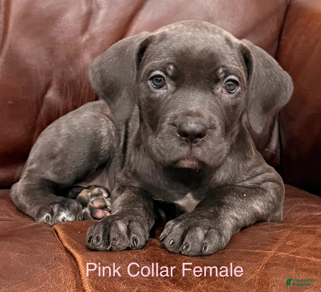 Cane Corso dogs for sale: Cane Corso F Puppy Pink Collar  - Ad 1