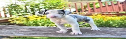 Great Dane dogs for sale: Lucy - Ad 3