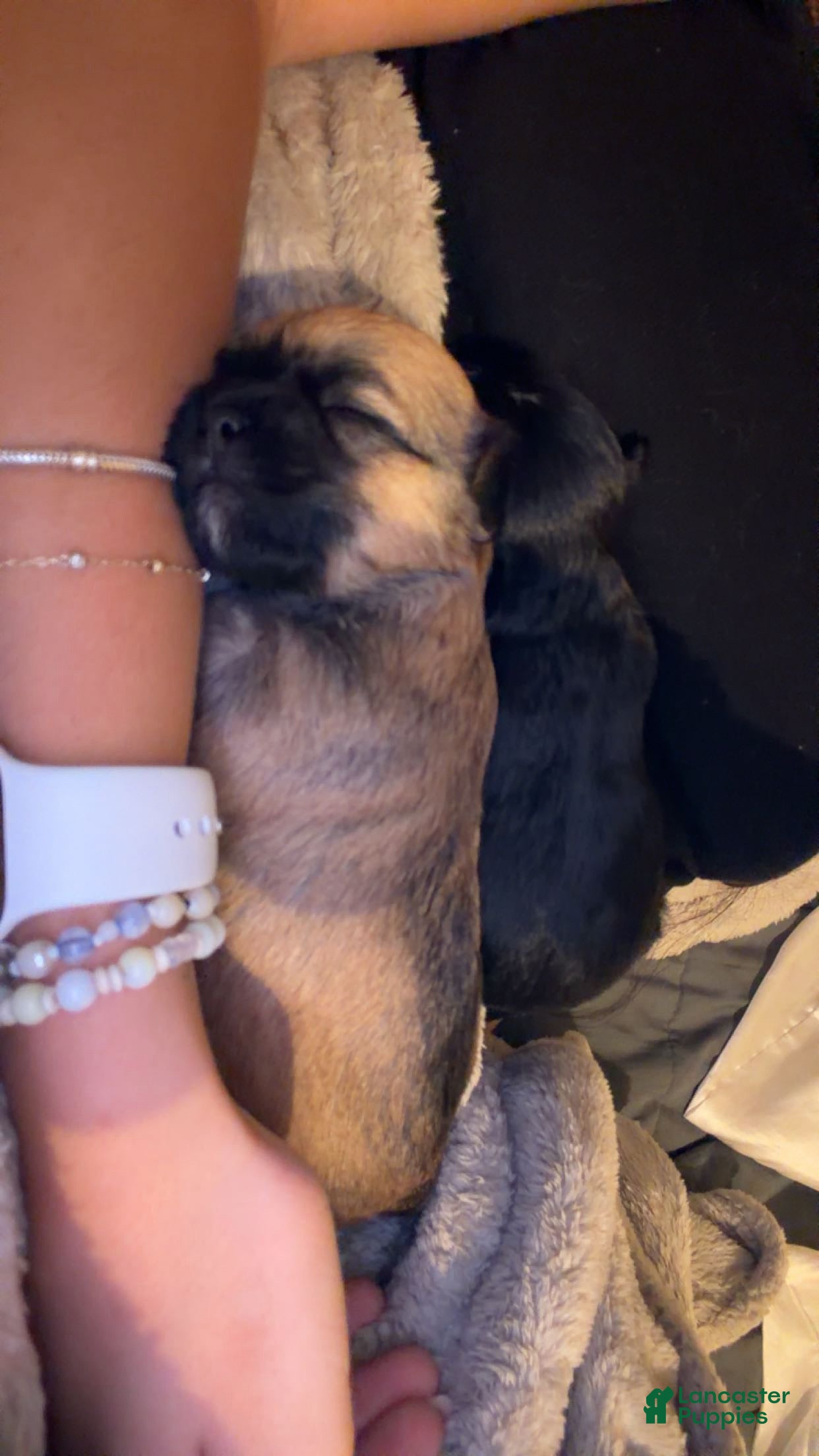 Shih Tzu dogs Shih Tzu 7 - Ad 31