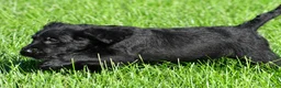 Labradoodle dogs for sale: Leo - Ad 10