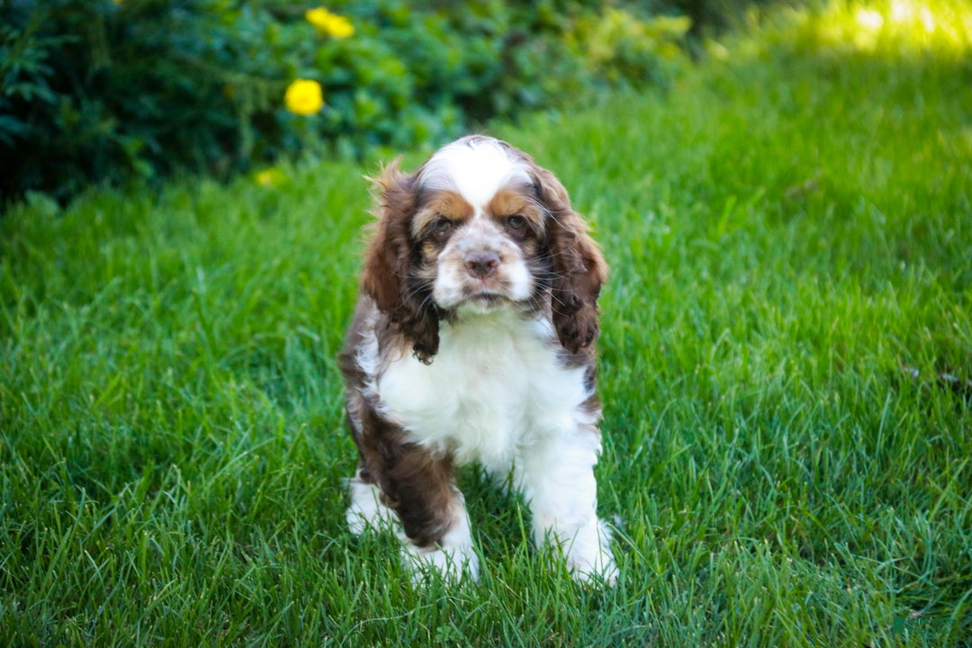 Cocker Spaniel dogs for sale: Badger - Ad 3