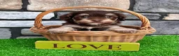 Havapoo dogs for sale: Tommy - Ad 4