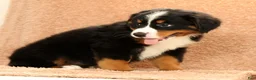 Bernese Mountain Dog dogs for sale: Flower - Ad 9