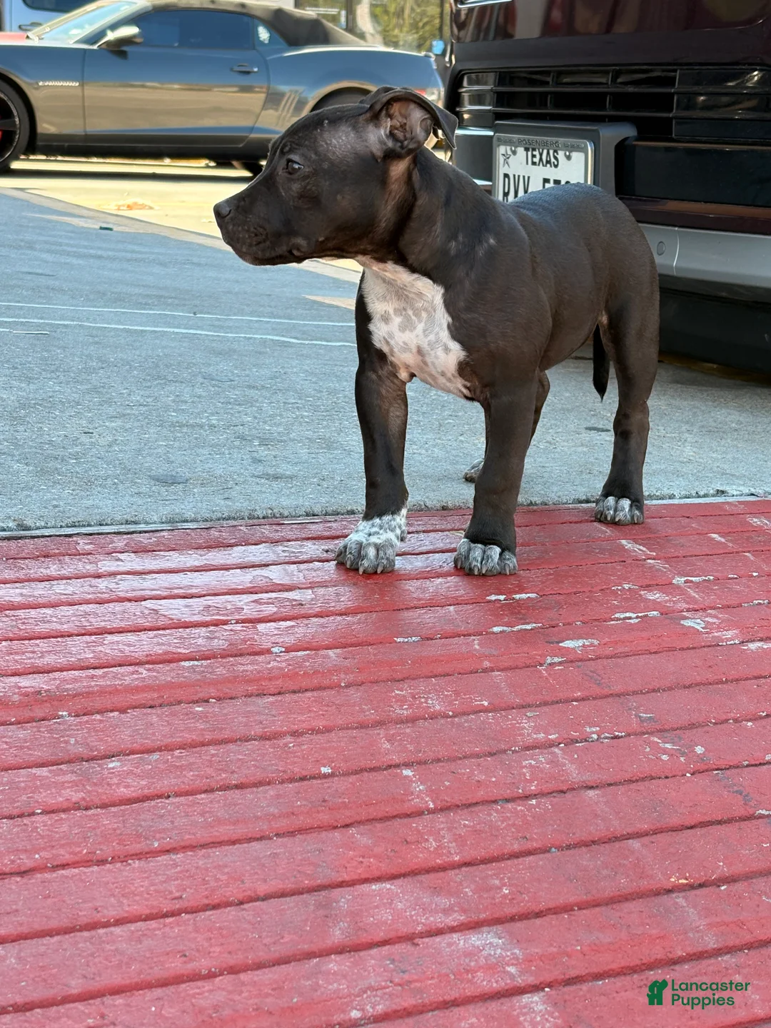 American Staffordshire Terrier dogs for sale: American Staffordshire Terrier Puppy 1 - Ad 2