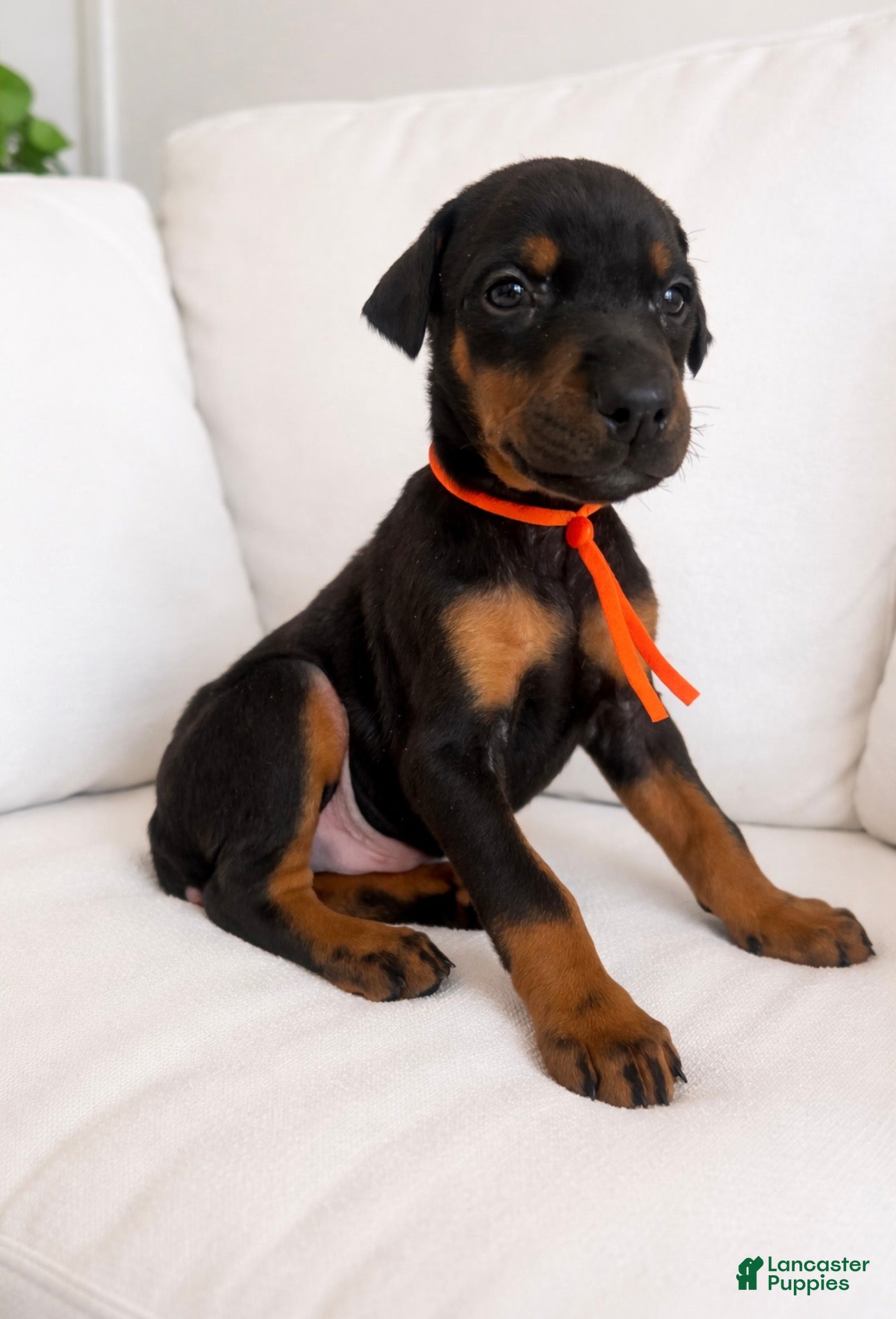 Doberman Pinscher dogs The only blk boy of the litter  - Ad 23