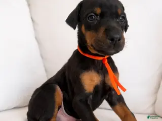 Doberman Pinscher dogs The only blk boy of the litter - Ad 23