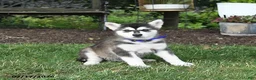 Alaskan Malamute dogs for sale: Sage - Ad 3