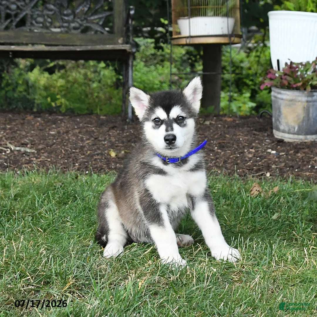 Alaskan Malamute dogs for sale: Sage - Ad 3