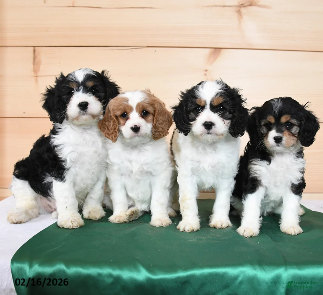 Cavapoo dogs for sale: Horace - Ad 5