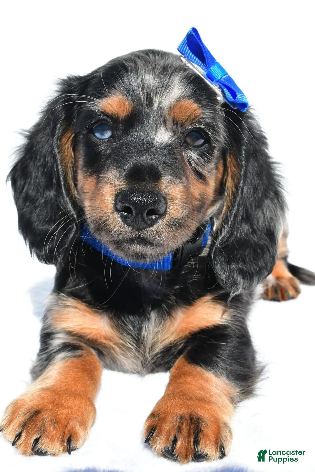 Miniature Dachshund dogs for sale: Porter - Ad 2