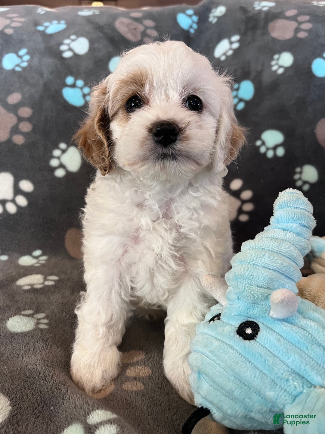 Cockapoo dogs for sale: Cockapoo Puppy 3 - Ad 3