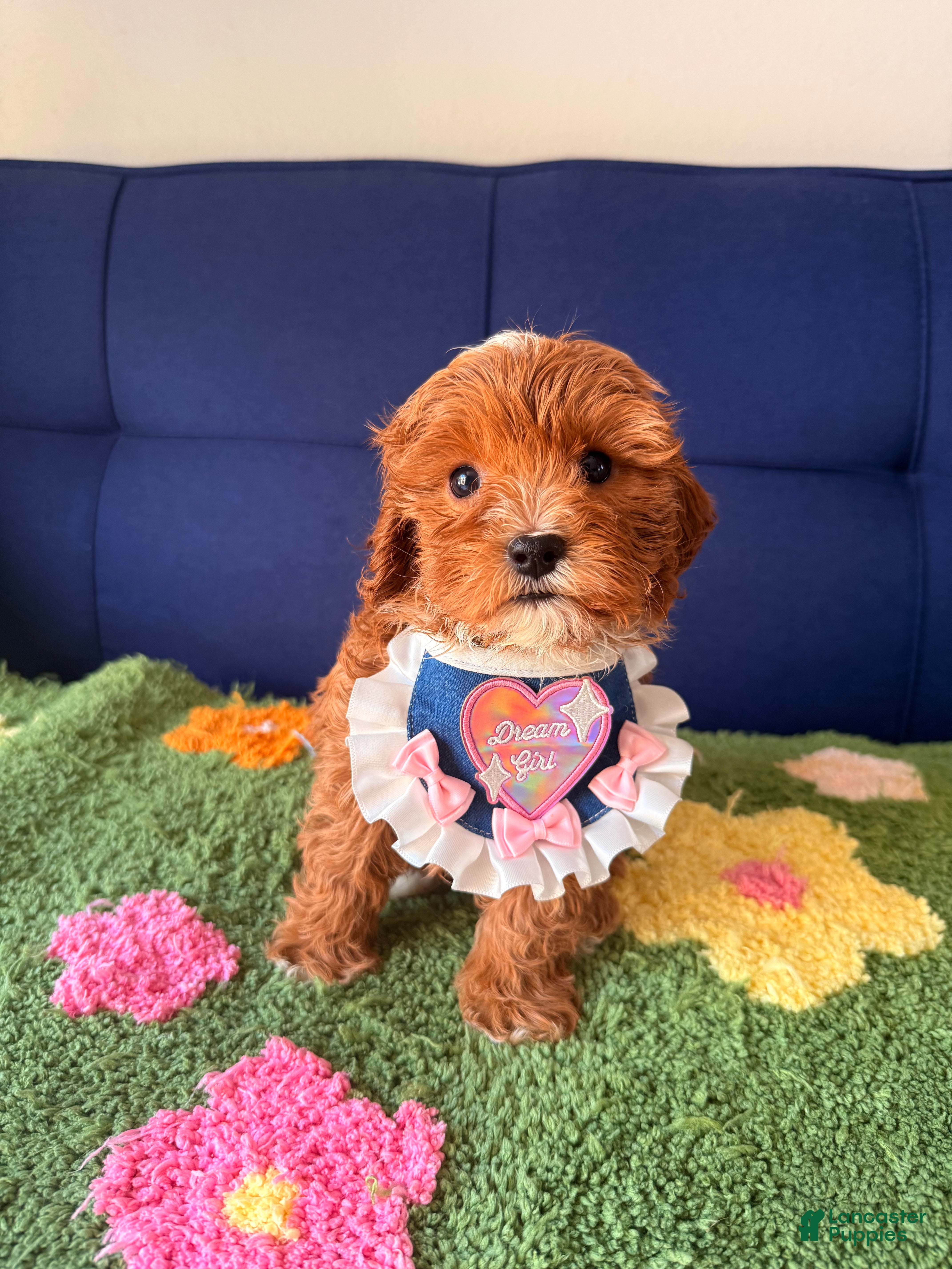 Cavapoo dogs Lucy - Ad 1