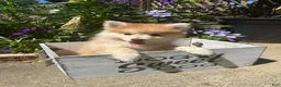 Pomsky dogs for sale: Ryder - Ad 5