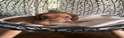 Miniature Dachshund dogs for sale: River - Ad 5