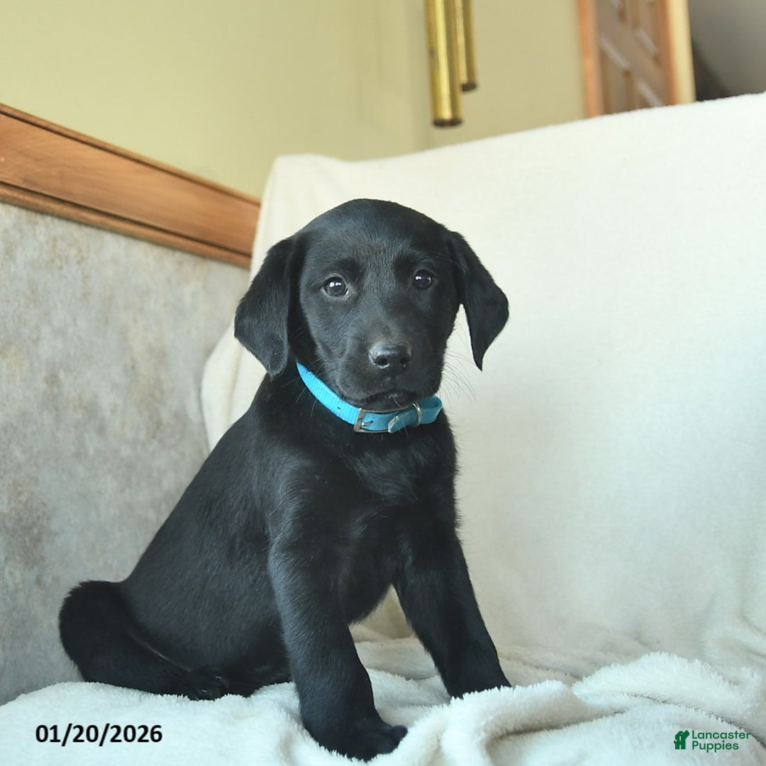 Labrador Retriever dogs for sale: Jamie  - Ad 1