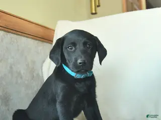 Labrador Retriever dogs Jamie - Ad 13