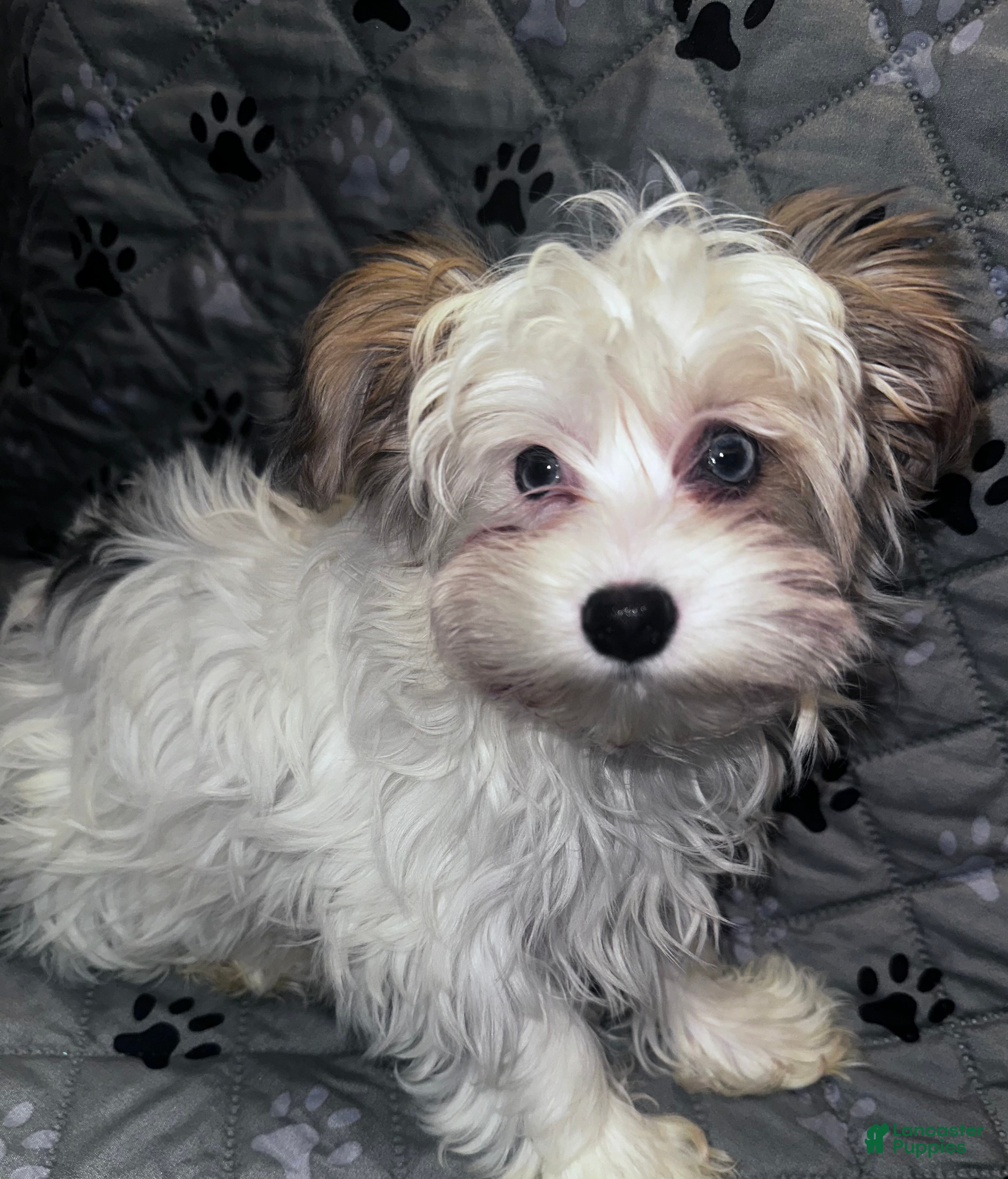 Yorkshire Terrier dogs for sale: Princess - Ad 15