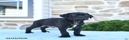 Cane Corso dogs for sale: Tazer - Ad 3